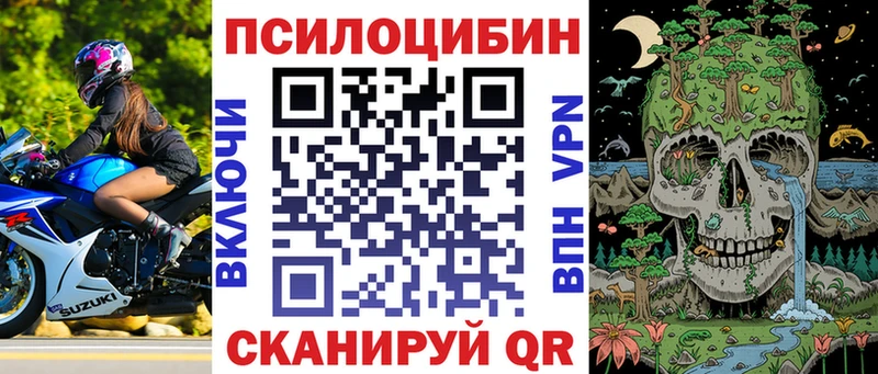 купить цена Судак Псилоцибиновые грибы MAGIC MUSHROOMS